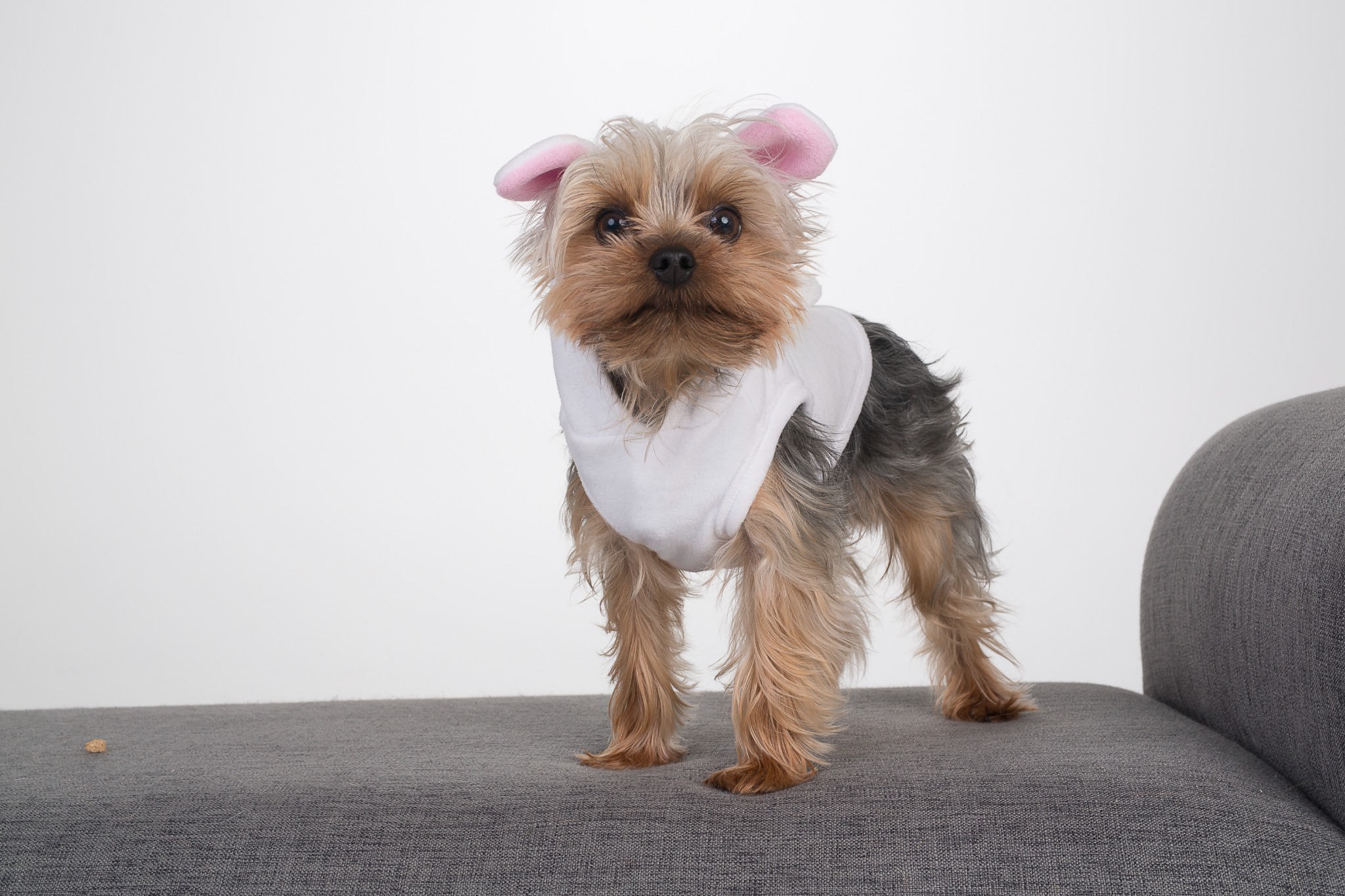 Chester wearing his angel costume