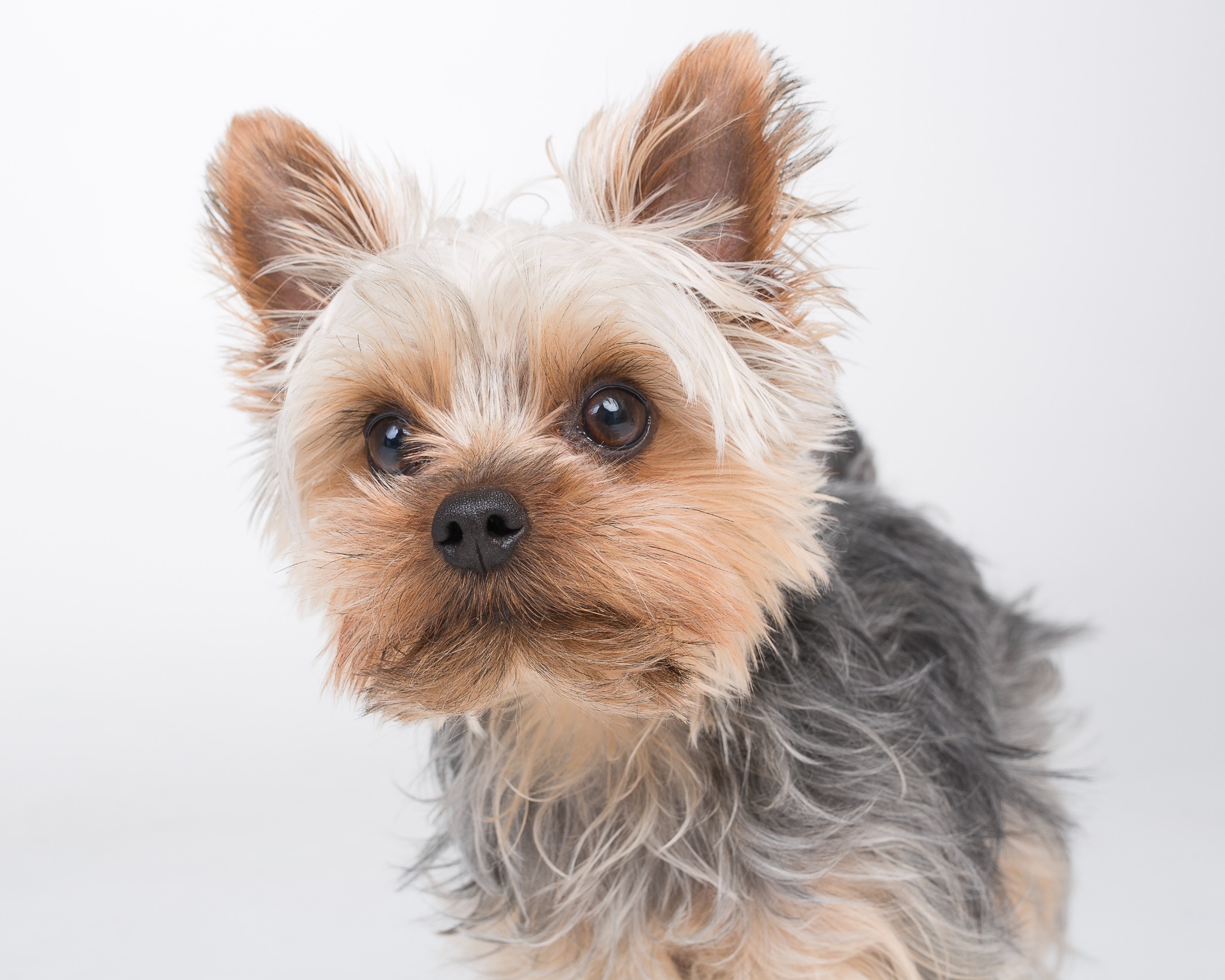 A close-up of Chester, our Yorkshire Terrier