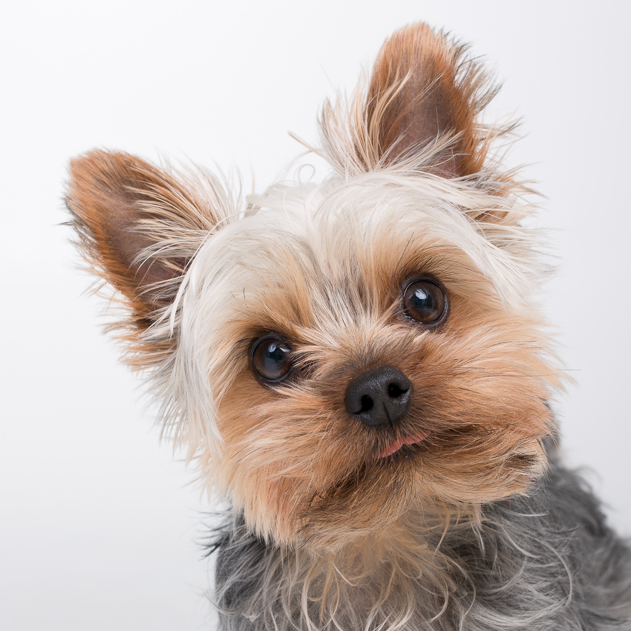 Chester, our family’s Yorkshire Terrier