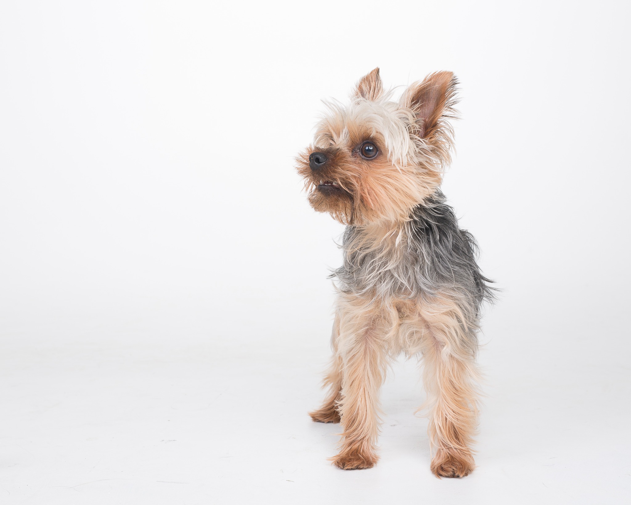 Chester sitting for his portrait